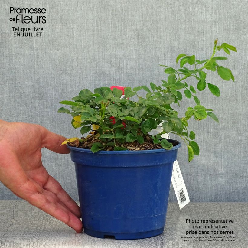 Exemplaar van Rosa Flower Carpet Scarlet - Polyantharoos Pot van 2 l/3 l zoals geleverd in de zomer