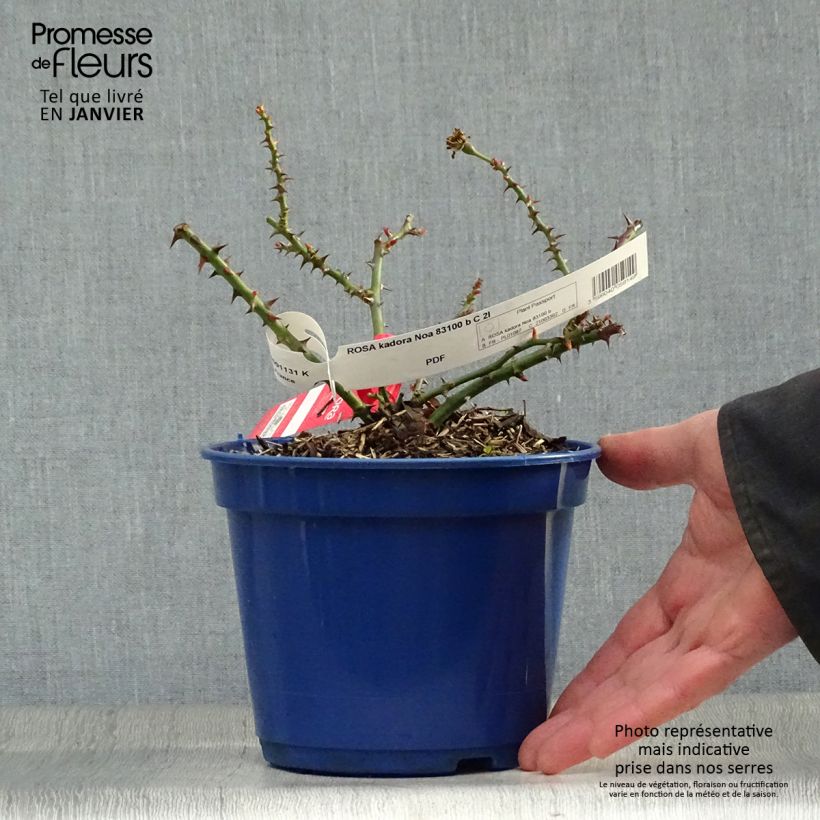 Example of Rosier Décorosiers Kadora Pot van 2 l/3 l as you get in hiver