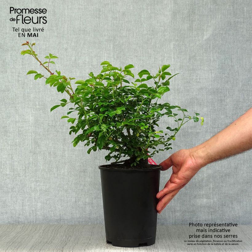 Exemplaar van Rosa Flower Carpet Scarlet - Polyantharoos Pot van 4 l/5 l zoals geleverd in de lente