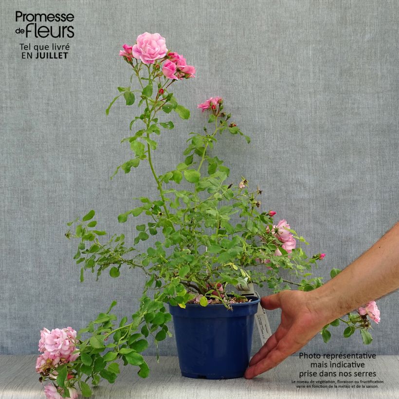 Exemplaar van Rosa Mareva - Polyantharoos Pot van 2 l/3 l zoals geleverd in de zomer