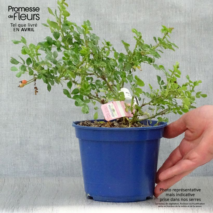 Exemplaar van Rosa Mareva - Polyantharoos Pot van 2 l/3 l zoals geleverd in de lente