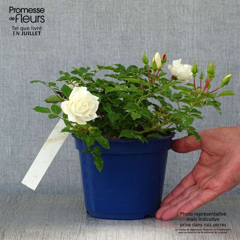 Exemplaar van Rosa White Flower Carpet - Polyantharoos Pot van 2 l/3 l zoals geleverd in de zomer