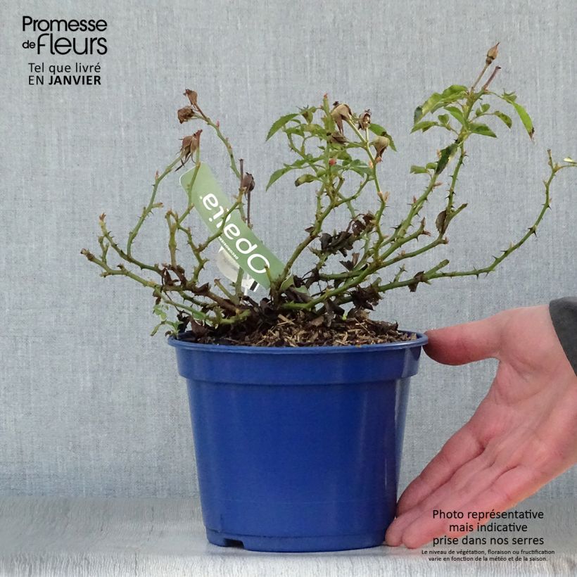 Example of Rosier Décorosiers OPALIA Pot van 2 l/3 l as you get in hiver