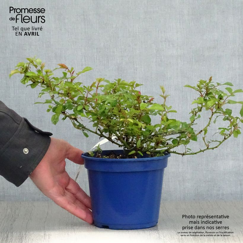 Exemplaar van Rosa White Flower Carpet - Polyantharoos Pot van 2 l/3 l zoals geleverd in de lente