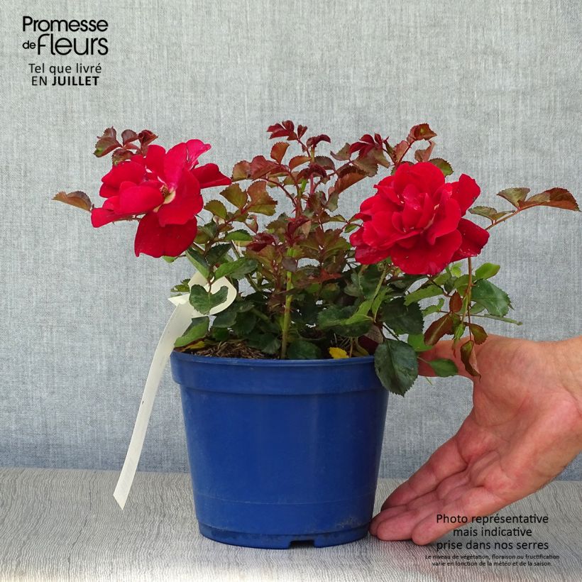 Exemplaar van Rosa Flower Carpet Red Velvet - Polyantharoos Pot van 2 l/3 l zoals geleverd in de zomer