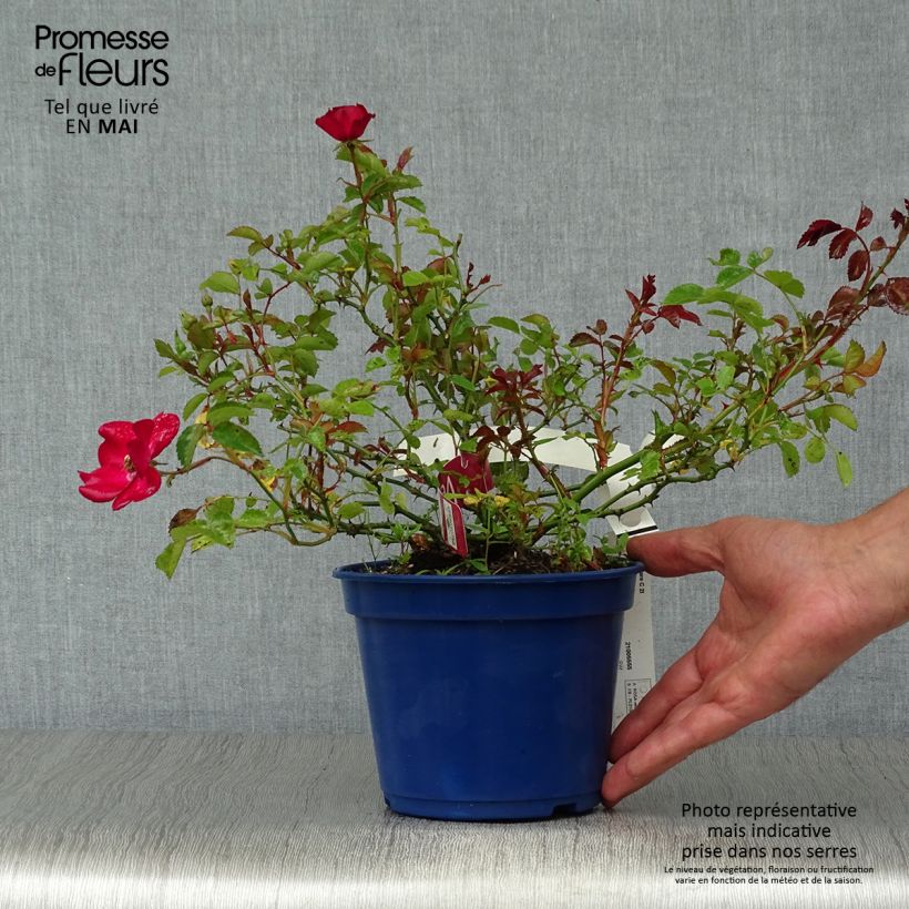 Exemplaar van Rosa Flower Carpet Red Velvet - Polyantharoos Pot van 2 l/3 l zoals geleverd in de lente