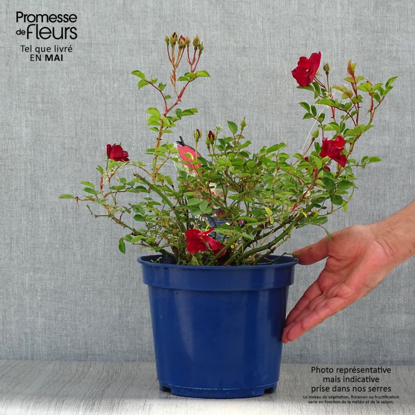 Exemplaar van Rosa Flower Carpet Red Velvet - Polyantharoos Pot van 4 l/5 l zoals geleverd in de lente