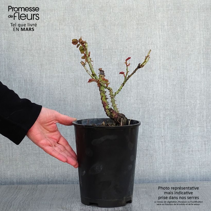 Example of Rosier Dominica Intercomdoor - Buisson à grande fleurs Pot van 4 l/5 l as you get in hiver