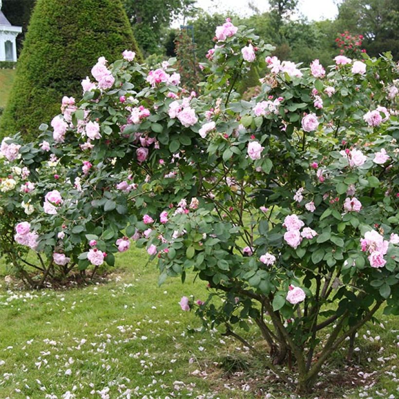Rosa Fantin-Latour - Historische roos (Plant habit)
