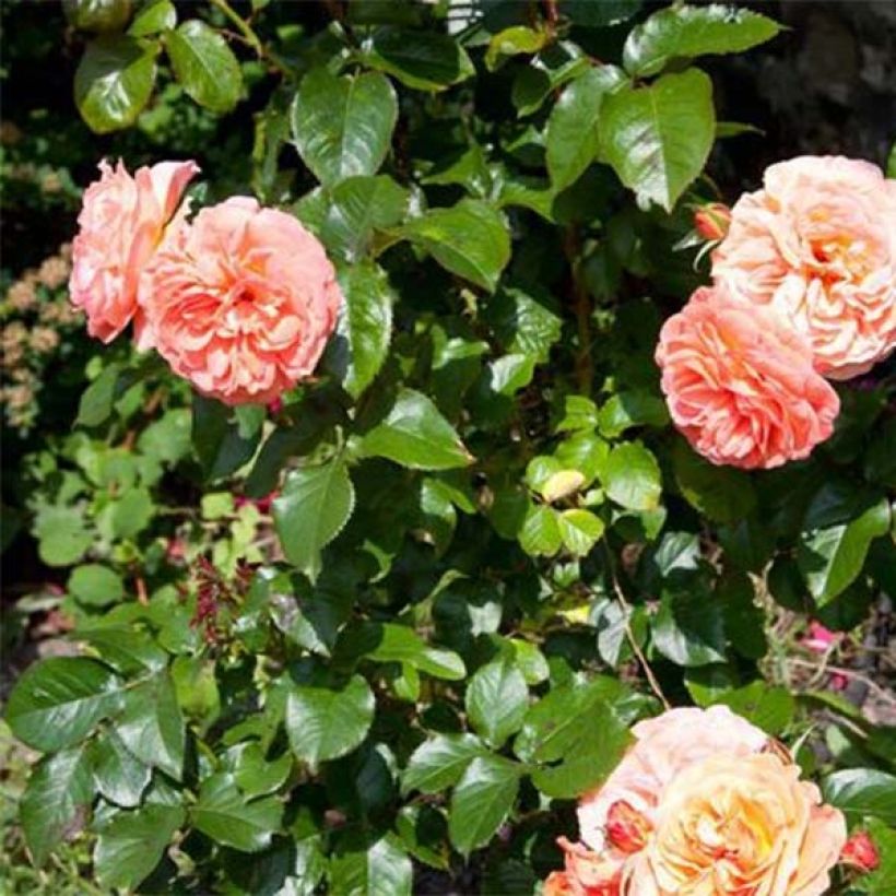 Rosa Tatton - Trosroos (Foliage)