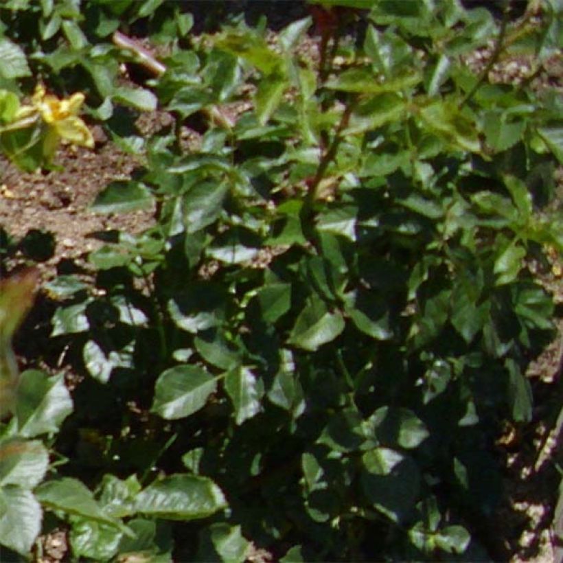 Rosa Friesia - Trosroos (Foliage)