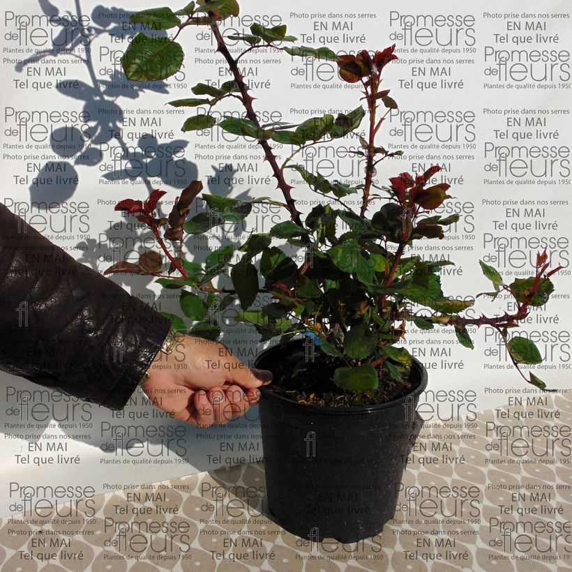 Voorbeeld van een exemplaar van Rosa Generosa® Amandine Chanel - Struikroos Pot van 4 l/5 l zoals geleverd