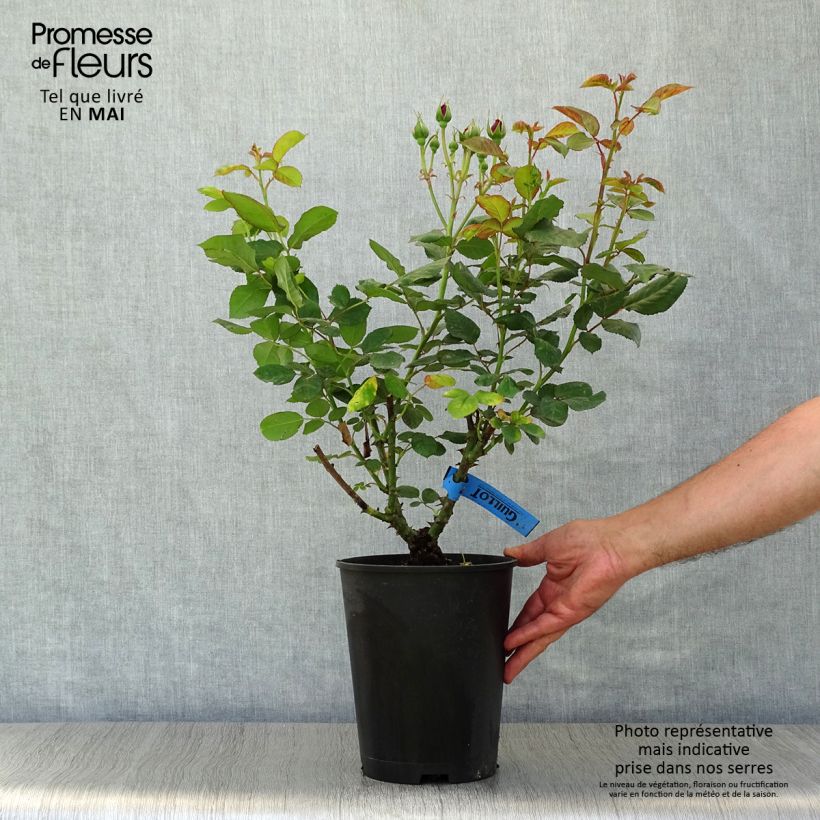Exemplaar van Rosa Generosa® Bicentenaire de Guillot - Struikroos Pot van 4 l/5 l zoals geleverd in de lente