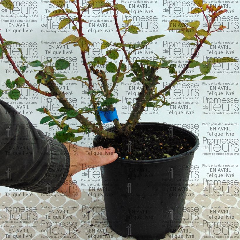 Voorbeeld van een exemplaar van Rosa Generosa® Bruno Perpoin - Struikroos Pot van 4 l/5 l zoals geleverd