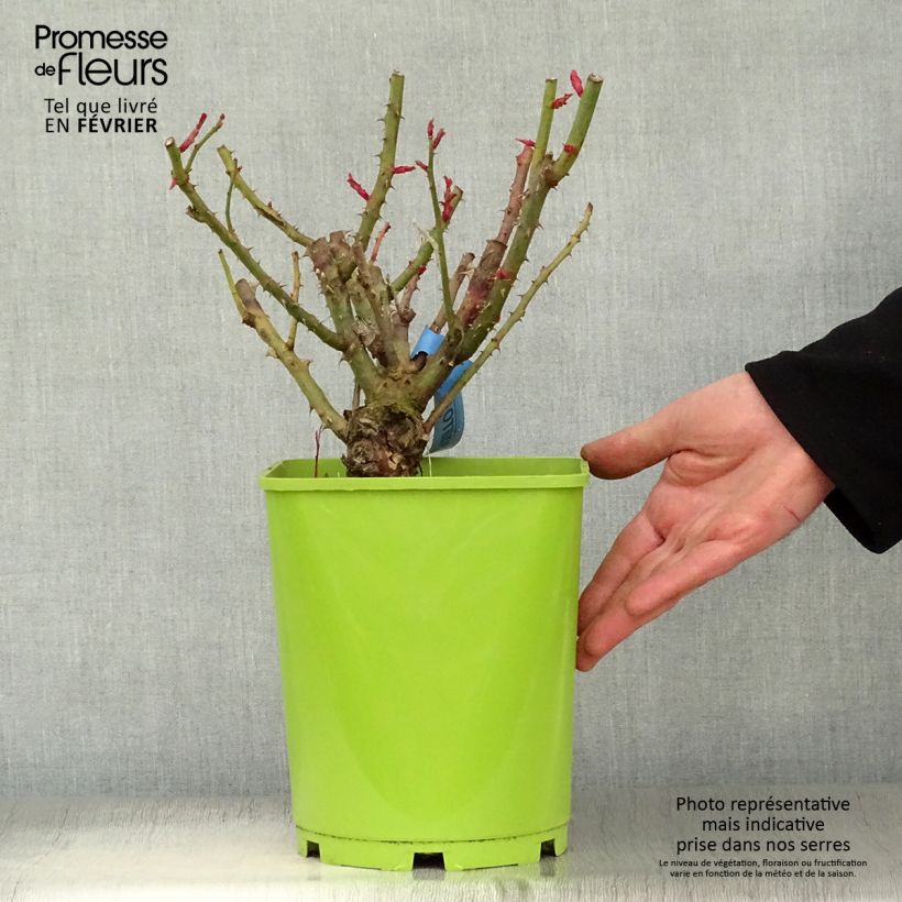 Example of Rosier Generosa Institut Lumière Pot van 4 l/5 l as you get in hiver