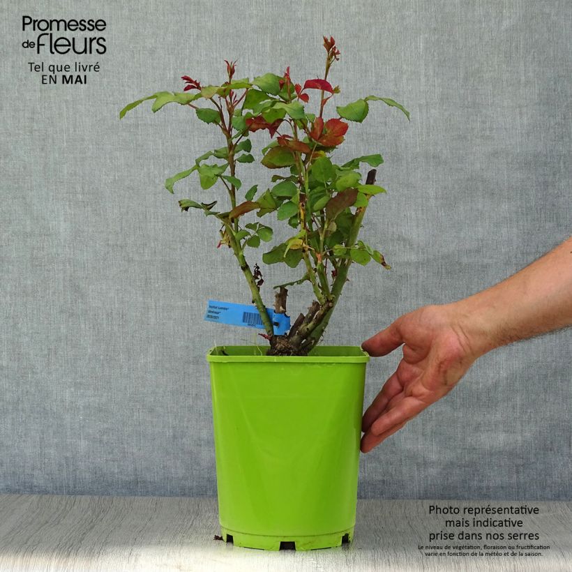 Exemplaar van Rosa Generosa® Institut Lumière - Struikroos Pot van 4 l/5 l zoals geleverd in de lente