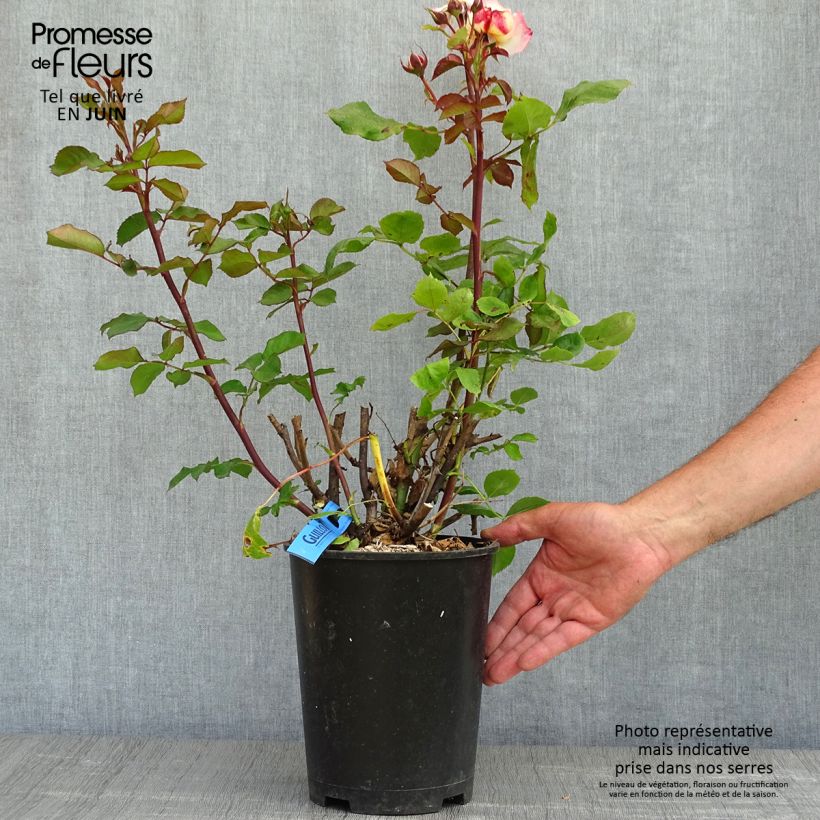 Example of Rosier Generosa Laurent Voulzy Pot van 4 l/5 l as you get in printemps
