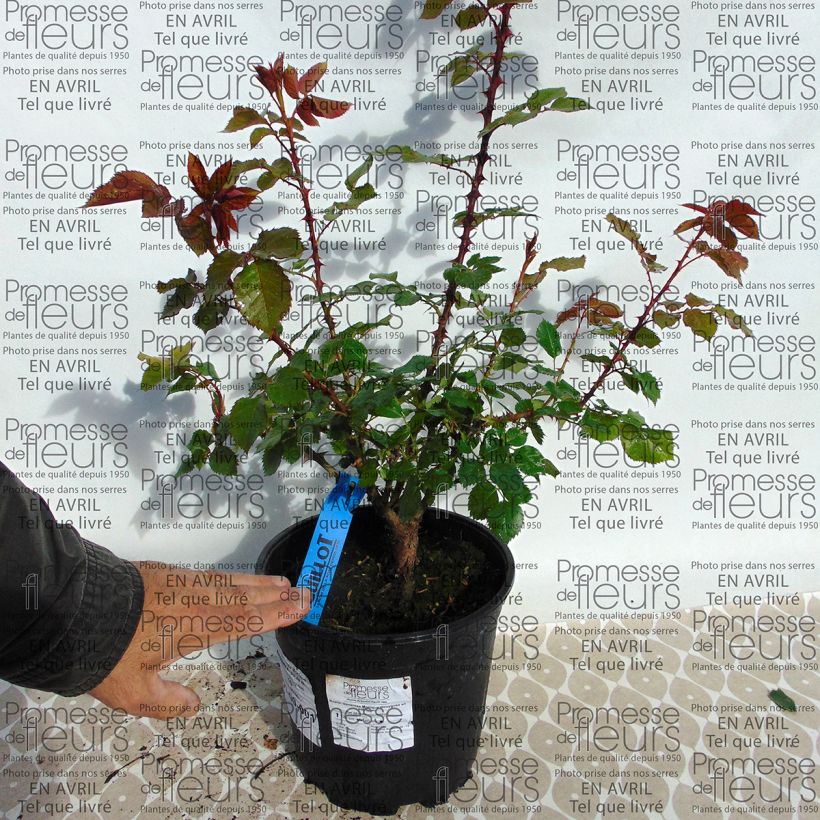 Voorbeeld van een exemplaar van Rosa Generosa® Monique Bouygues - Struikroos Pot van 4 l/5 l zoals geleverd