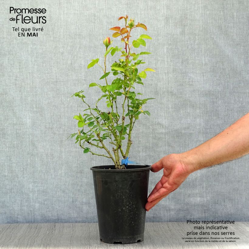 Exemplaar van Rosa Generosa® Nelson Monfort  - Struikroos Pot van 4 l/5 l zoals geleverd in de lente