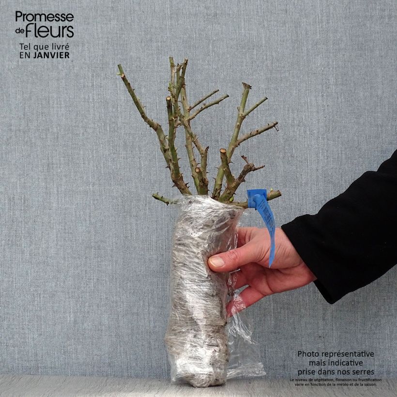 Example of Rosier Generosa Odile Masquelier In kluit as you get in hiver