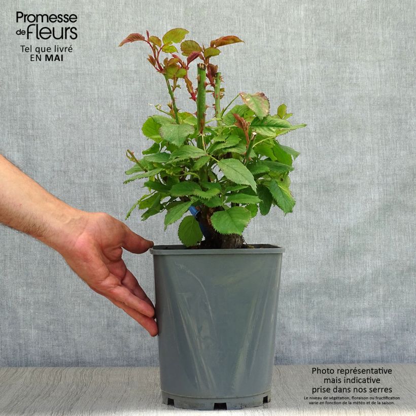 Exemplaar van Rosa Generosa® Paul Bocuse - Struikroos Pot van 4 l/5 l zoals geleverd in de lente