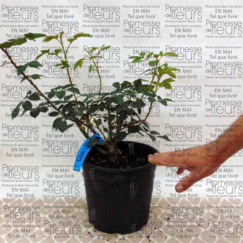 Voorbeeld van een exemplaar van Rosa Generosa® Sonia Rykiel  - Struikroos Pot van 4 l/5 l zoals geleverd