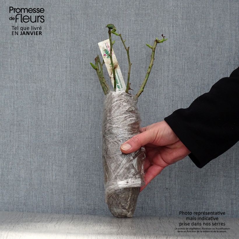 Exemplaar van Rosa Generosa® William Christie - Struikroos In kluit zoals geleverd in de winter