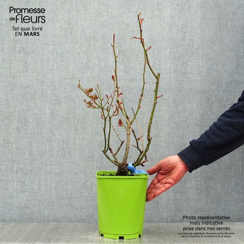 Exemplaar van Rosier Generosa William Christie Pot de 4L/5L zoals geleverd in de winter