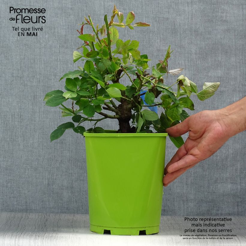 Exemplaar van Rosa Generosa® William Christie - Struikroos Pot van 4 l/5 l zoals geleverd in de lente