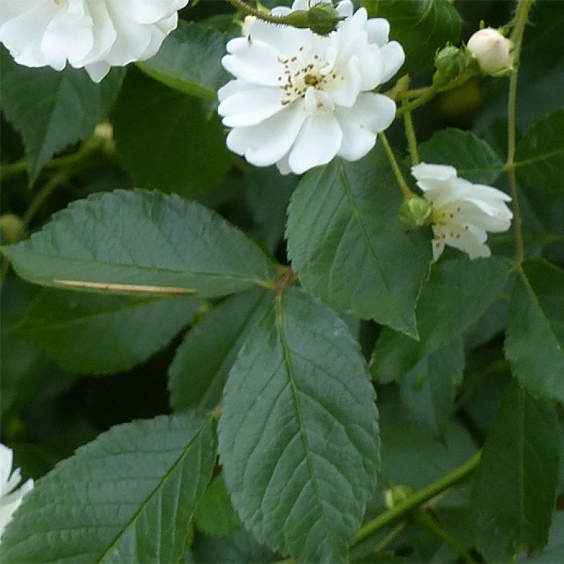Rosa Guirlande d'Amour - Doorbloeiende Klimroos (Foliage)