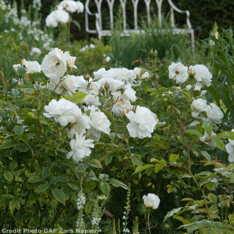 Rosa Iceberg - Trosroos (Flowering)