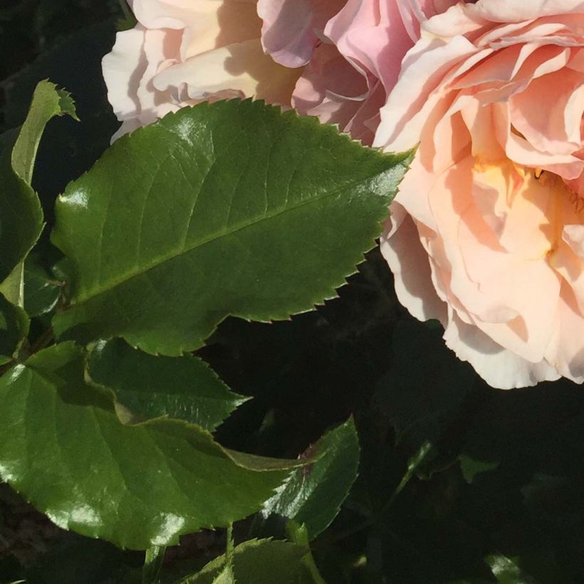Rosa Jardin des Tuileries - Trosroos (Foliage)