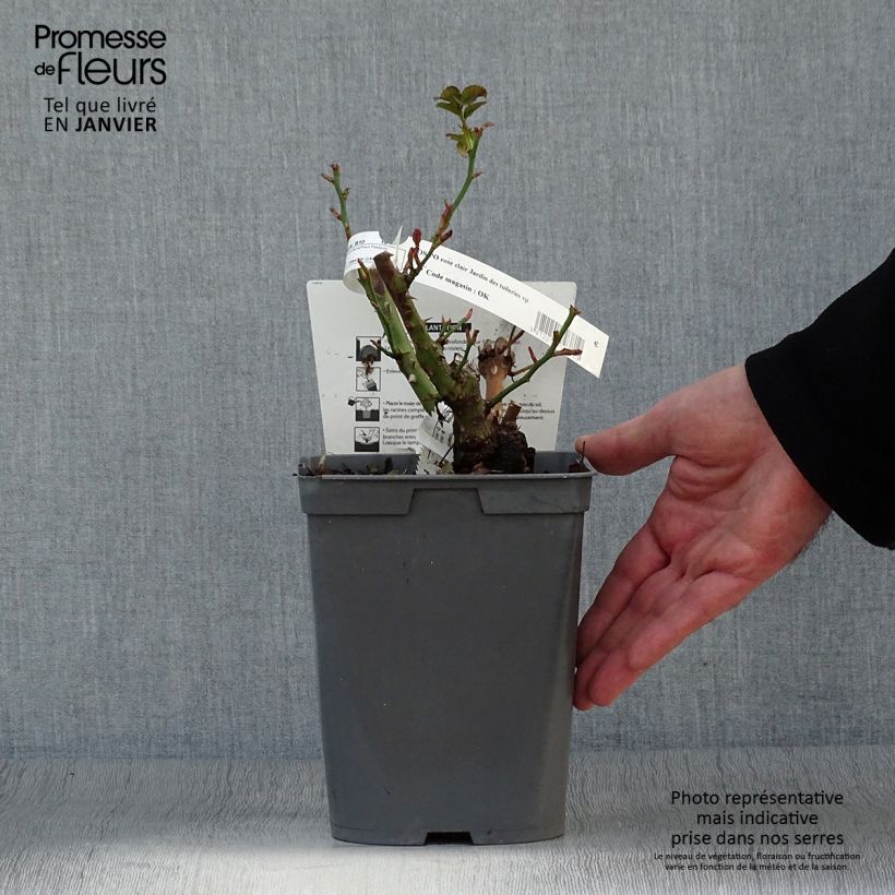 Example of Rosier Jardin des Tuileries - Rosier buisson à fleurs groupées Pot van 3 l/4 l as you get in hiver