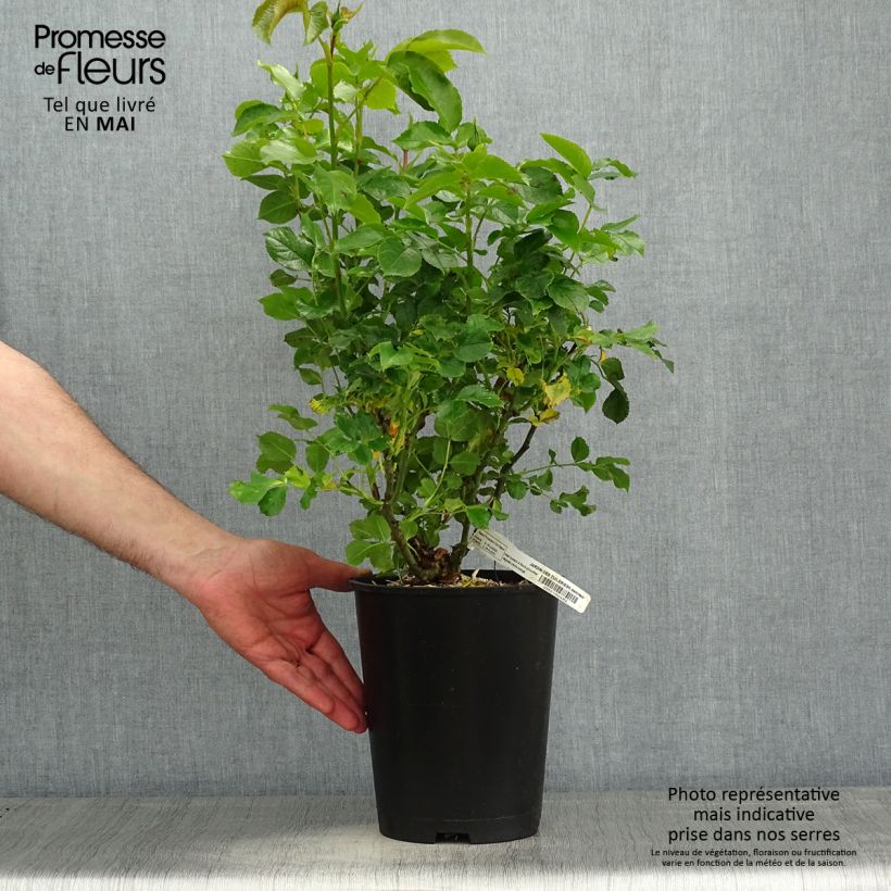 Exemplaar van Rosa Jardin des Tuileries - Trosroos Pot van 3 l/4 l zoals geleverd in de lente