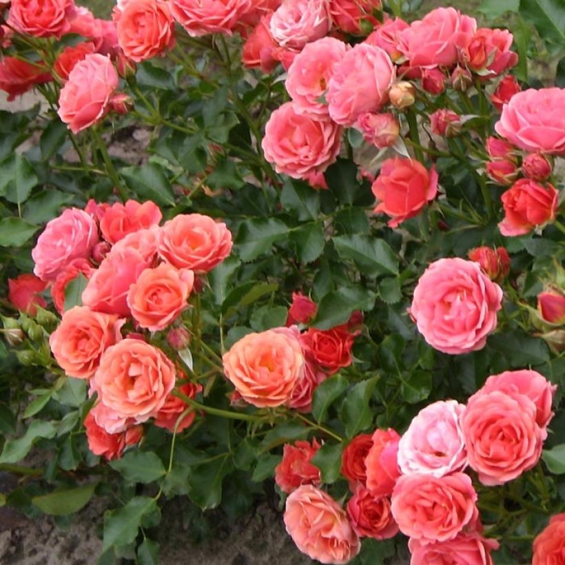Rosa Mandarin - Patioroos (Blad)