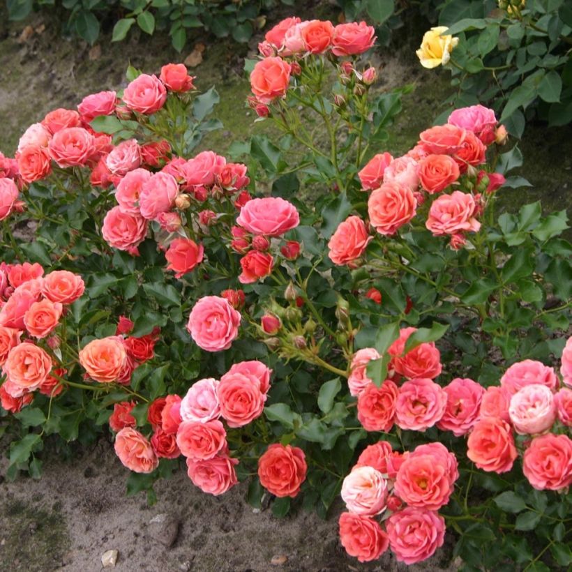 Rosa Mandarin - Patioroos (Groeiplaats)