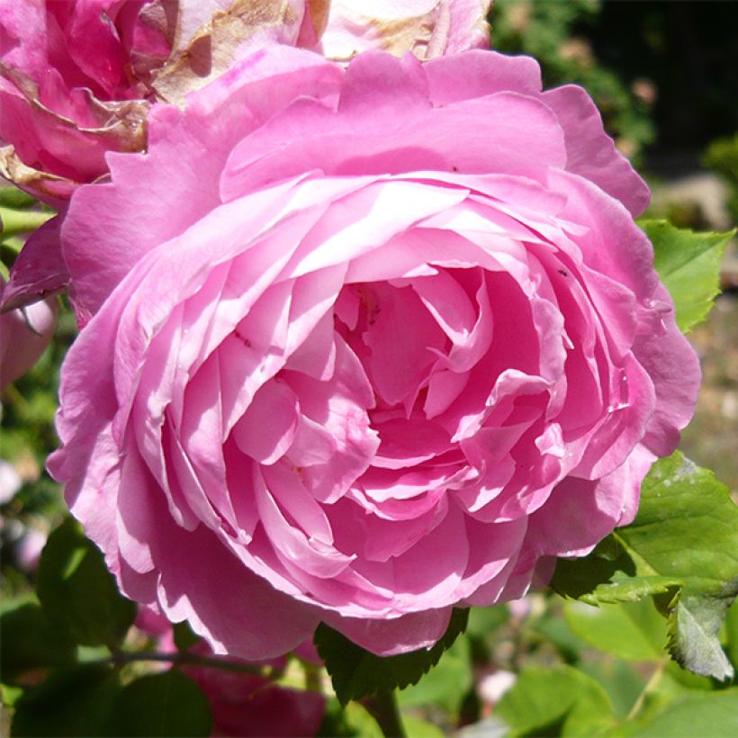 Rosa La Reine Victoria - Historische roos (Flowering)