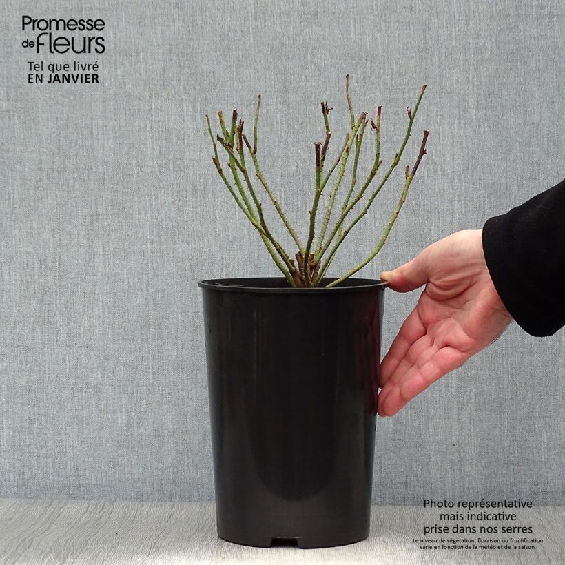 Example of Rosa Mme Boll - Historische roos Pot van 4 l/5 l as you get in hiver