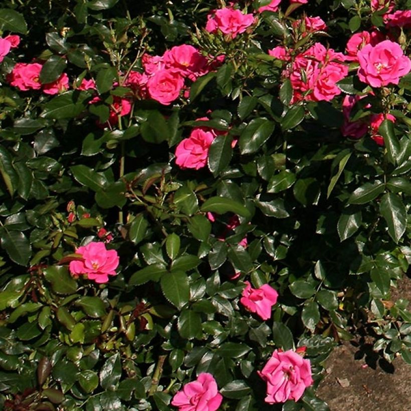 Rosa Gartenfreund - Polyantharoos (Foliage)