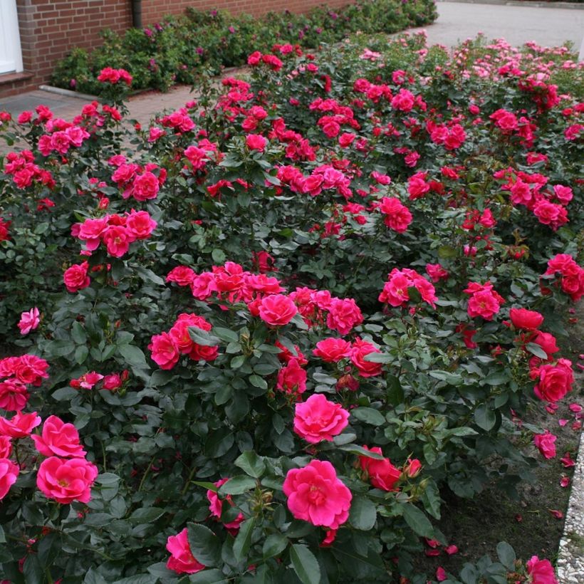 Rosa Gartenfreund - Polyantharoos (Plant habit)