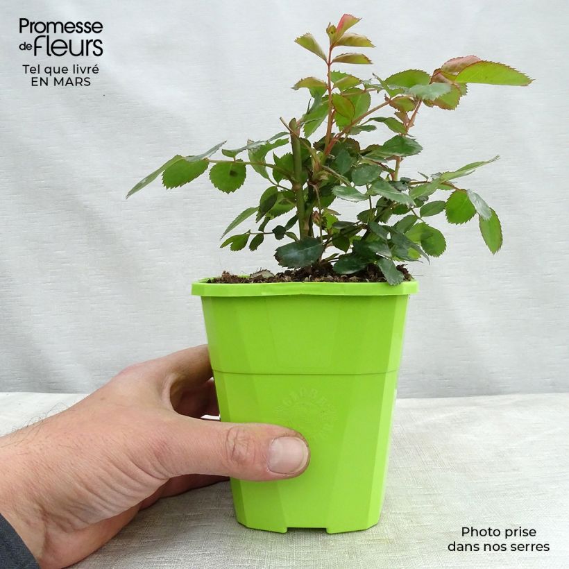 Example of Rosier Nectar Garden Chabadabada Pot van 3 l/4 l as you get in hiver