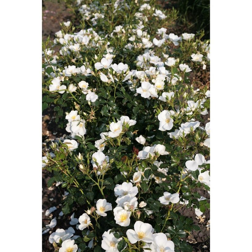 Rosa Nectar Garden Escimo - Polyantharoos (Plant habit)