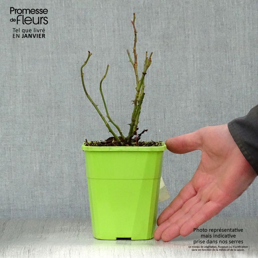 Example of Rosier Nectar Garden Escimo Pot van 4 l/5 l as you get in hiver