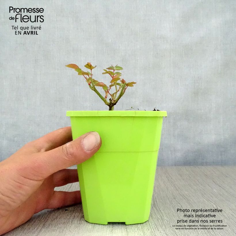 Exemplaar van Rosa Nectar Garden Escimo - Polyantharoos Pot van 4 l/5 l zoals geleverd in de lente