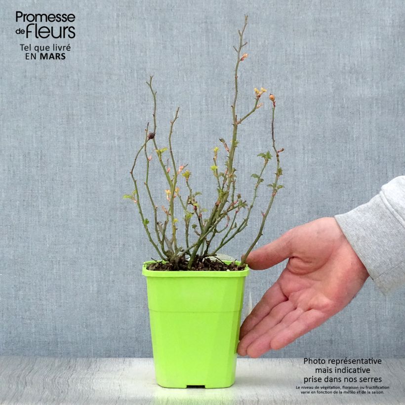 Exemplaar van Rosa Lupo - Miniatuurroos Pot van 3 l/4 l zoals geleverd in de lente