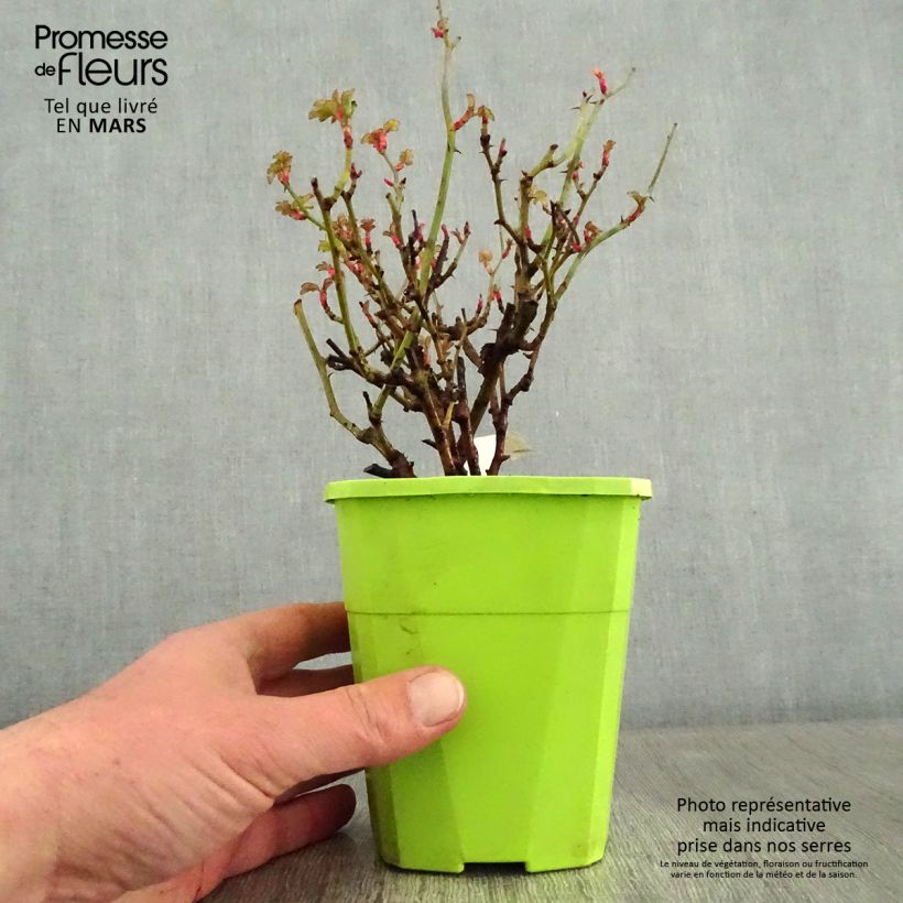 Example of Rosier Nectar Garden Lilliput Lupo Pot van 3 l/4 l as you get in hiver