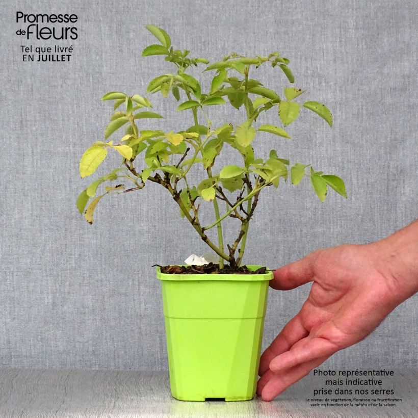 Exemplaar van Rosa Rekord - Polyantharoos Pot van 1,5 l/2 l zoals geleverd in de zomer