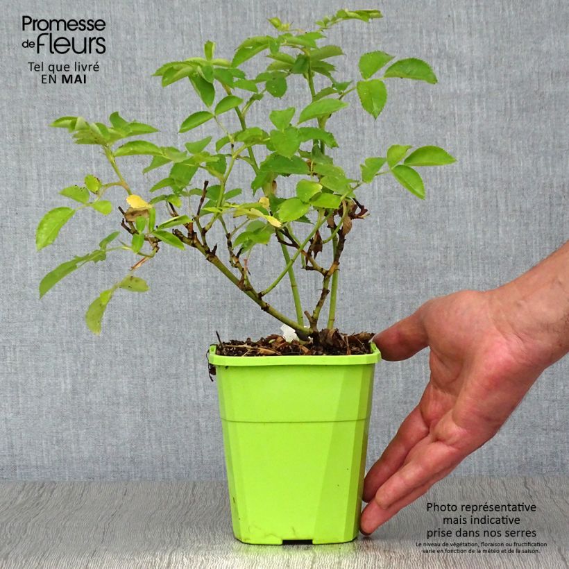 Exemplaar van Rosa Rekord - Polyantharoos Pot van 1,5 l/2 l zoals geleverd in de lente