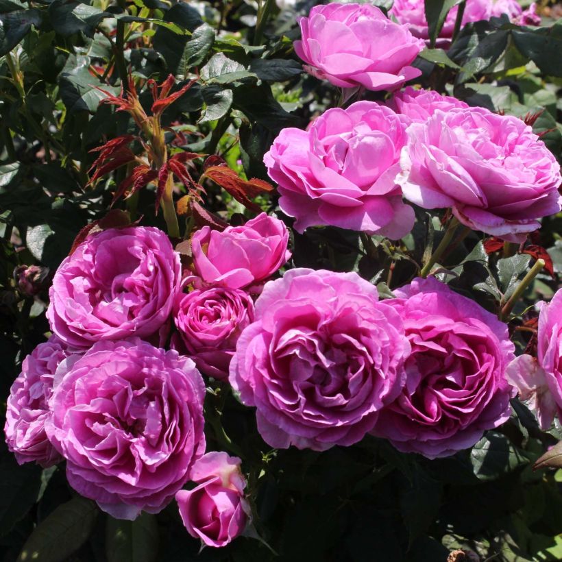 Rosa Catherine de Medicis - Trosroos (Bloei)