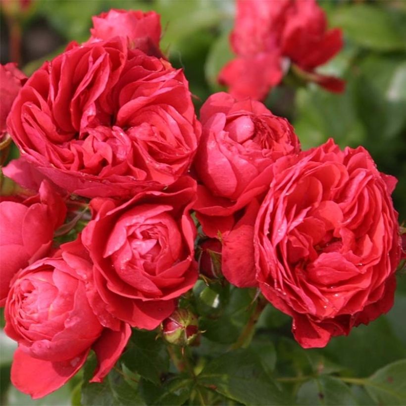 Rosa Cherry Girl - Trosroos (Bloei)